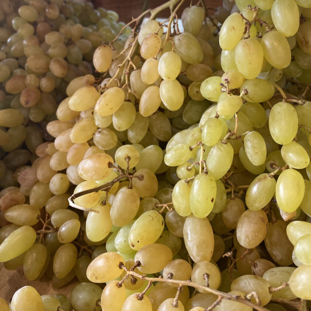 raisin blanc Centenials